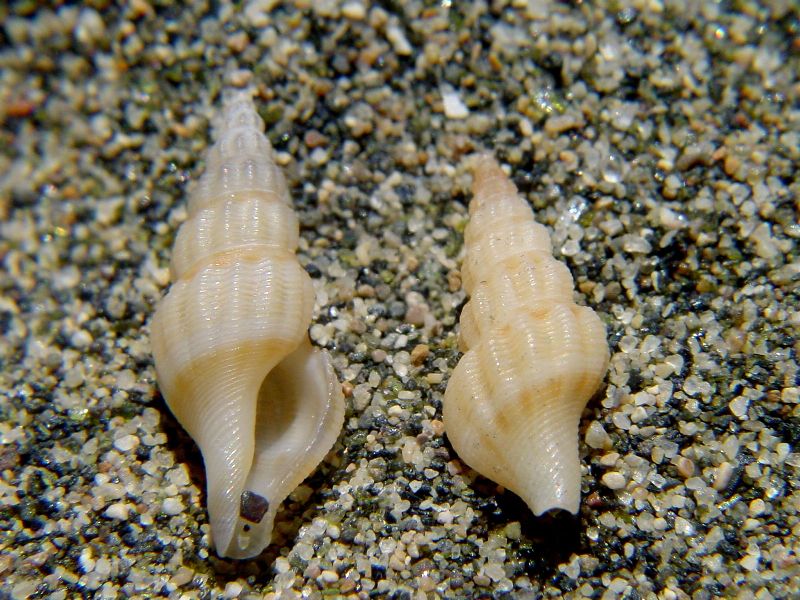 Comarmondia gracilis